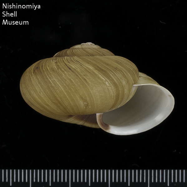 標本データ詳細画面