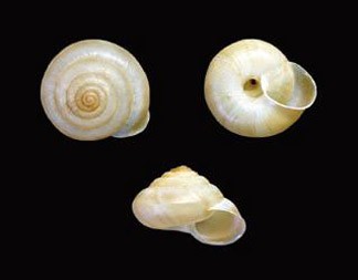 貝標本ミカワマイマイ濃茶色の甲高個体レア物