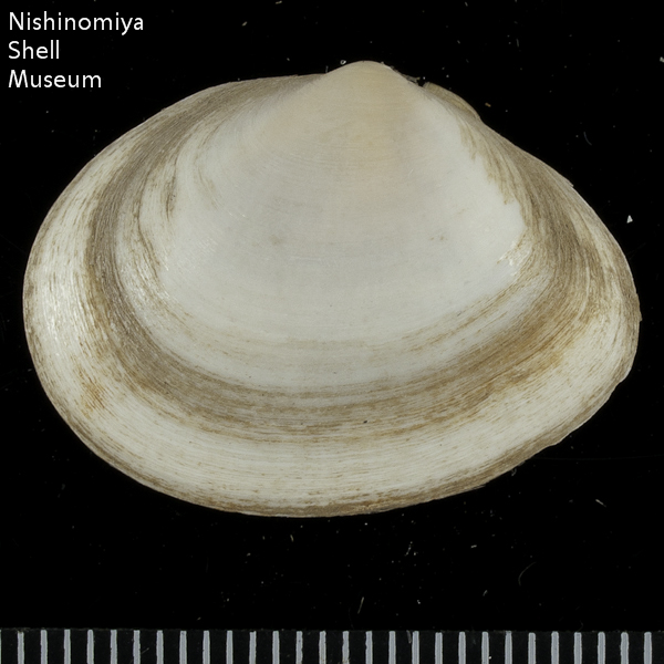 Macoma incongrua