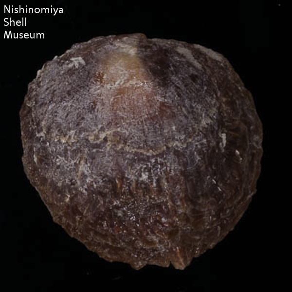 Anomia chinensis