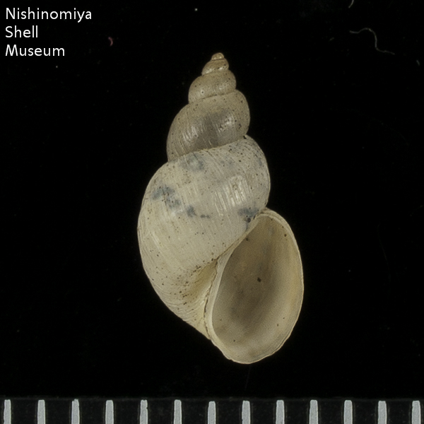 標本データ詳細画面