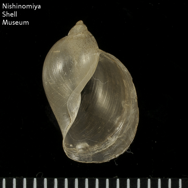 Lymnaea auricularia japonica