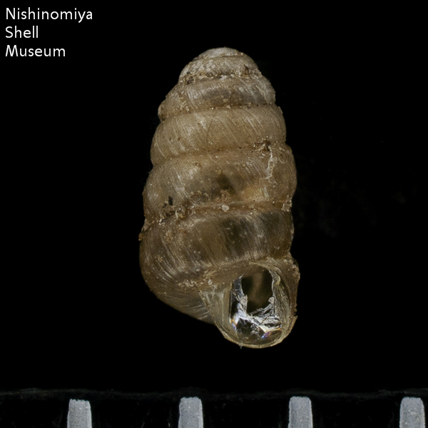 Columella edentula