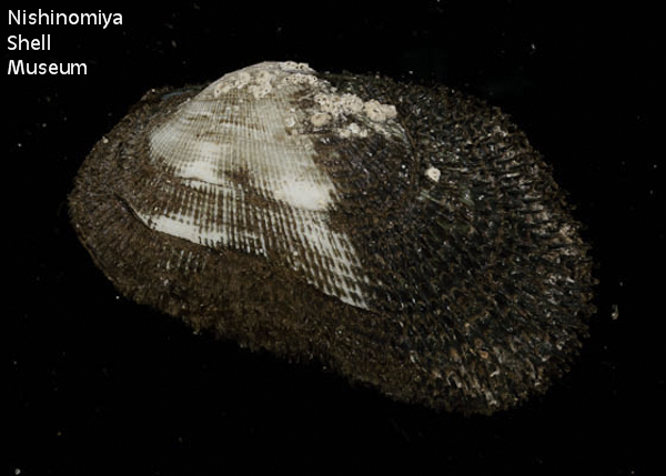 Barbatia (Savignyarca) virescens obtusoides