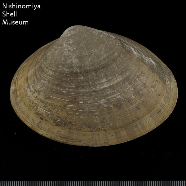 Mactra chinensis