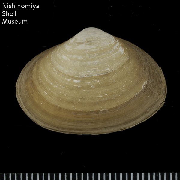 Coecella chinensis