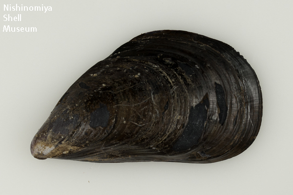Mytilus galloprovincialis