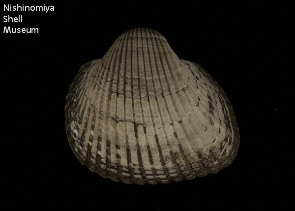 Scapharca kagoshimensis