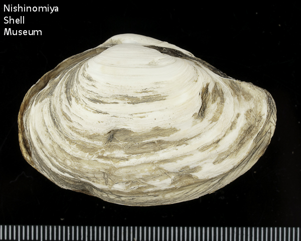 Mya (Arenomya) arenaria oonogai