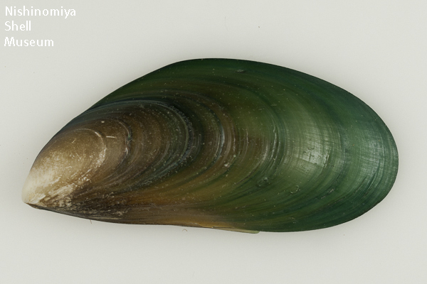 Perna viridis