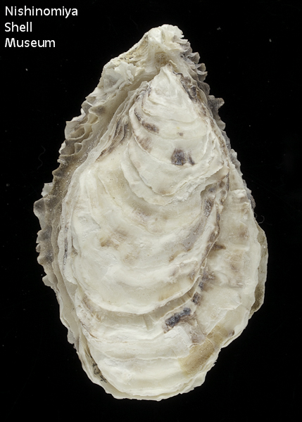 Crassostrea gigas