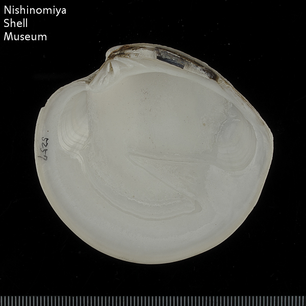 貝 標本 カブトソデガイ 超大型21㎝ 貝の博物誌