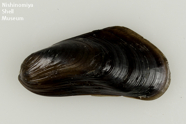 Xenostrobus securis