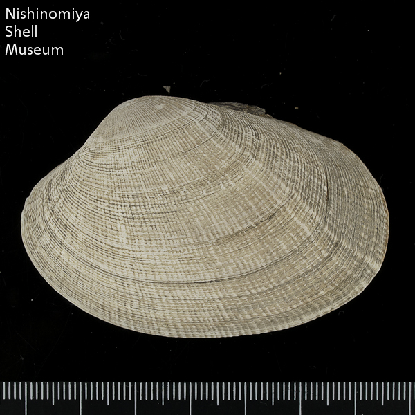 Ruditapes philippinarum