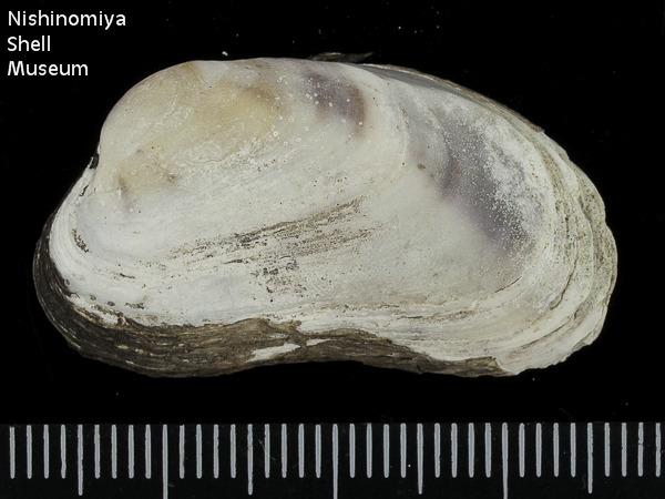 Trapezium liratum
