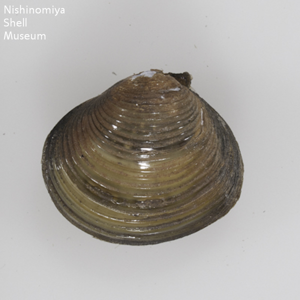 Corbicula leana
