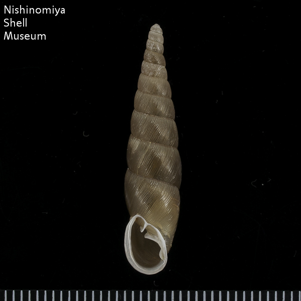 Stereophaedusa (Stereophaedusa) japonica japonica