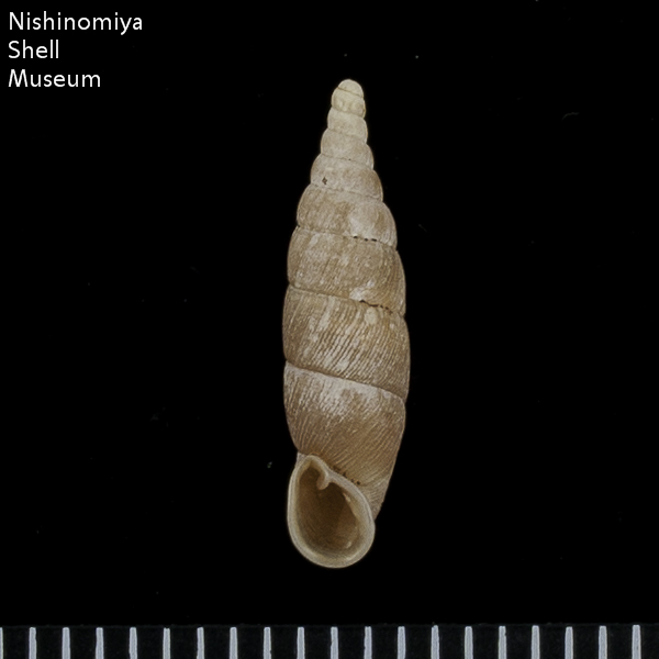 Pinguiphaedusa expansilabris