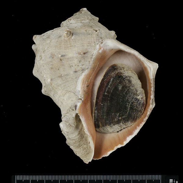 Rapana venosa