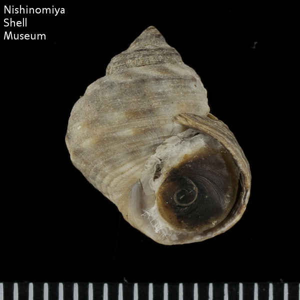 Littorina (Littorina) brevicula