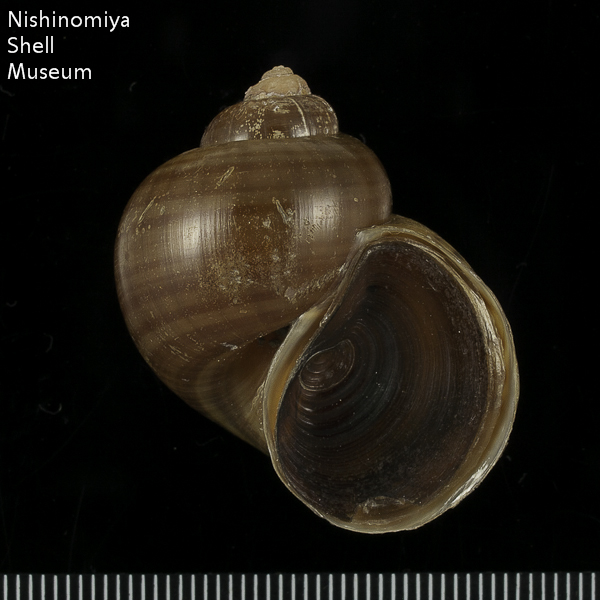 Pomacea canaliculata