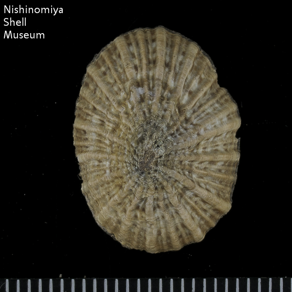 Siphonaria (Sacculosiphonaria) japonica