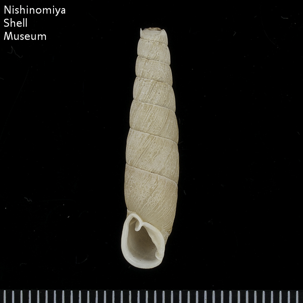 Mundiphaedusa decapitata