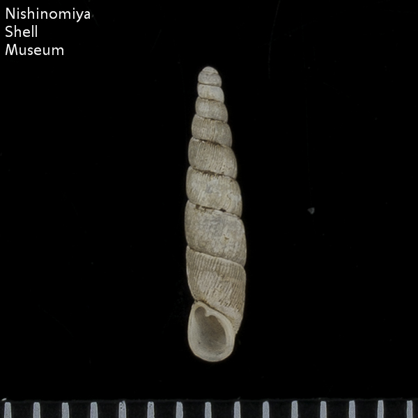 Tyrannaphaedusa (Aulacophaedusa) gracillispira
