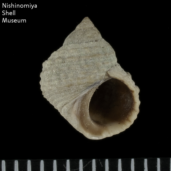 Nodilittorina radiata