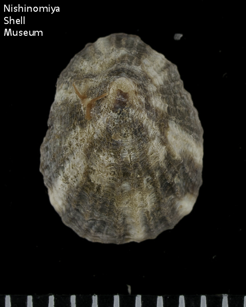 Lottia tenuisculpta