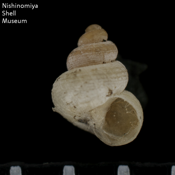 Georissa japonica