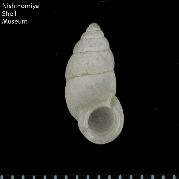 標本データ詳細画面