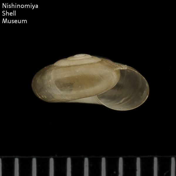 Hawaiia minuscula