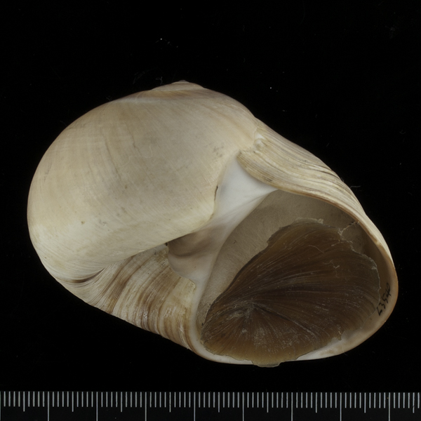 Glossaulax didyma
