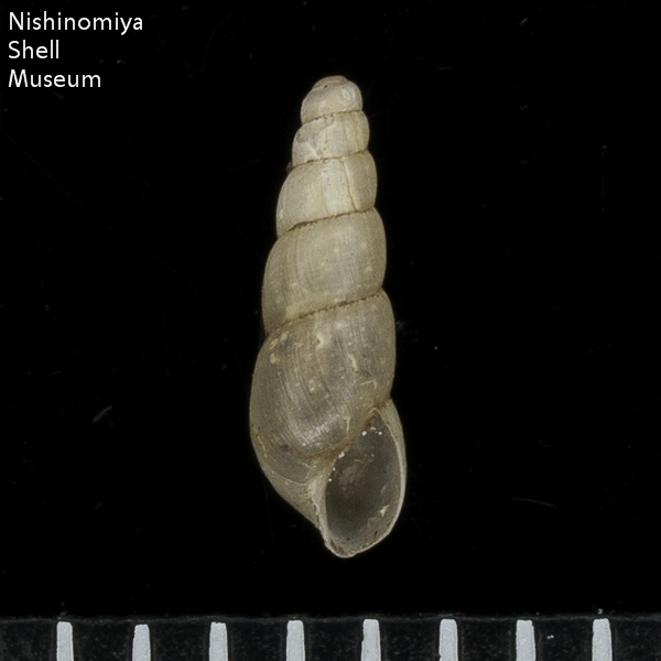 Allopeas pyrgula
