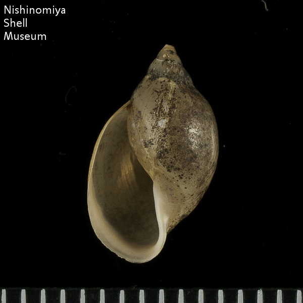 Physa acuta