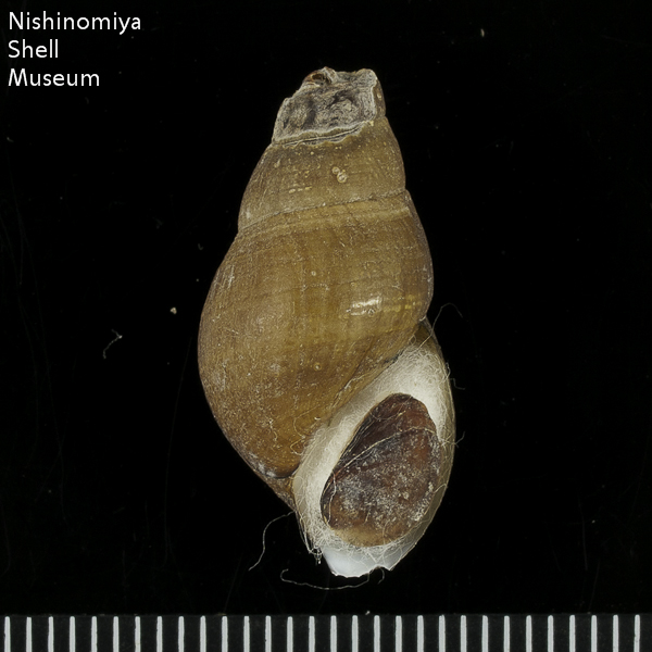Semisulcospira libertina