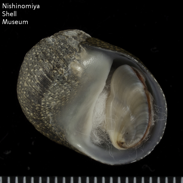 Clithon retropicta