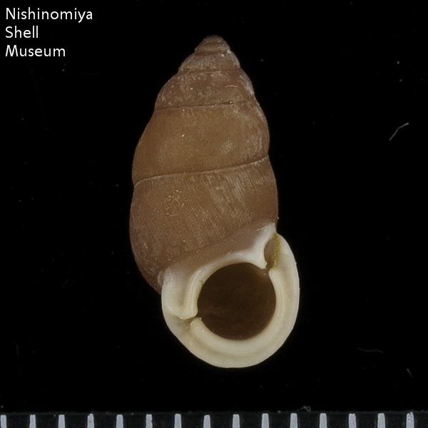 標本データ詳細画面