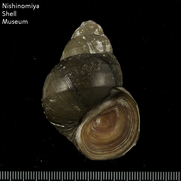 Cipangopaludina japonica japonica